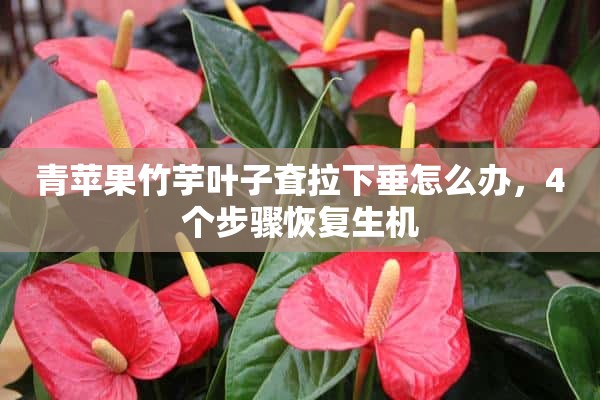 青苹果竹芋叶子耷拉下垂怎么办，4个步骤恢复生机