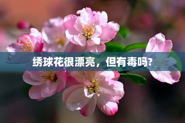 绣球花很漂亮，但有毒吗?