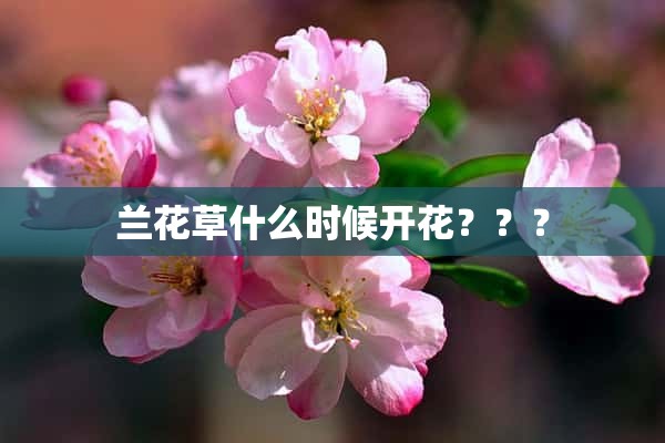 兰花草什么时候开花？？？