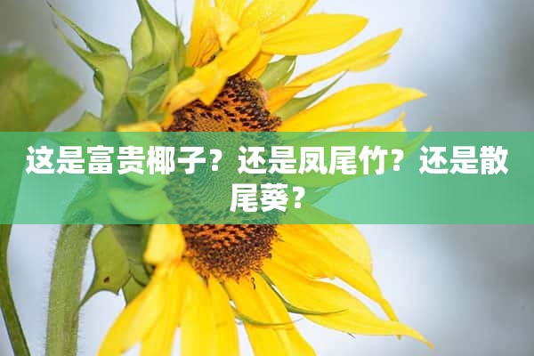 这是富贵椰子？还是凤尾竹？还是散尾葵？