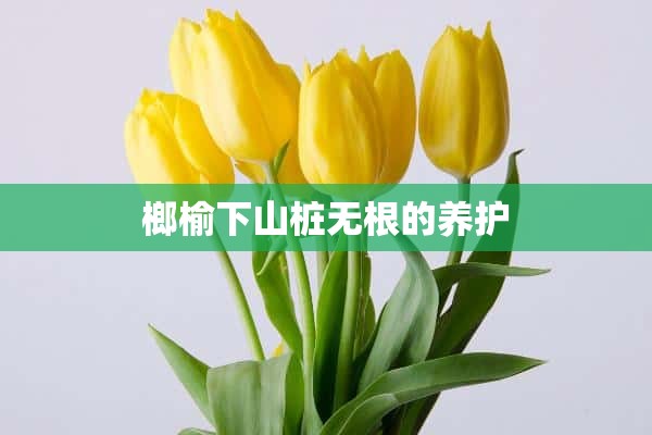 榔榆下山桩无根的养护