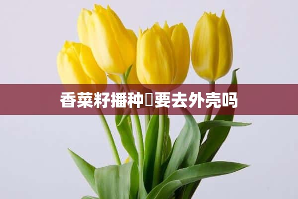 香菜籽播种時要去外壳吗