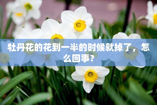 牡丹花的花到一半的时候就掉了，怎么回事？