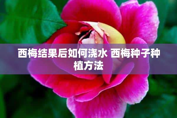 西梅结果后如何浇水 西梅种子种植方法