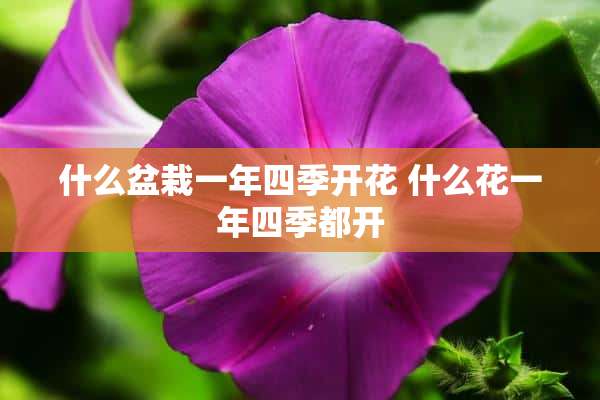 什么盆栽一年四季开花 什么花一年四季都开