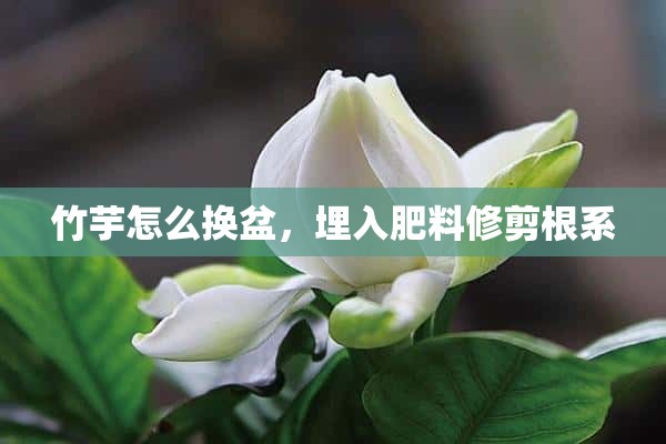 竹芋怎么换盆，埋入肥料修剪根系