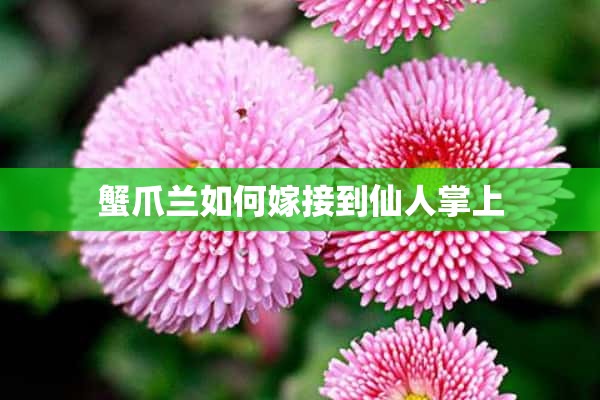 蟹爪兰如何嫁接到仙人掌上