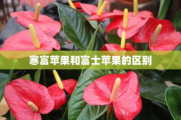 寒富苹果和富士苹果的区别