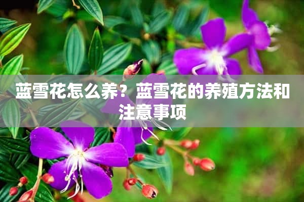 蓝雪花怎么养？蓝雪花的养殖方法和注意事项