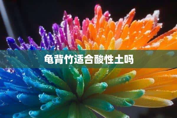 龟背竹适合酸性土吗