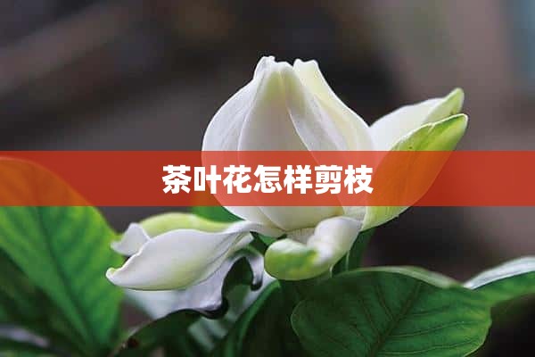 茶叶花怎样剪枝