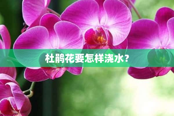 杜鹃花要怎样浇水？