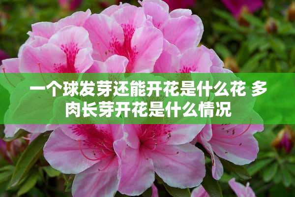 一个球发芽还能开花是什么花 多肉长芽开花是什么情况