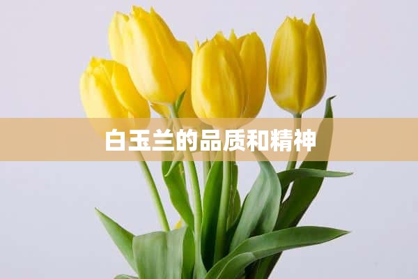 白玉兰的品质和精神