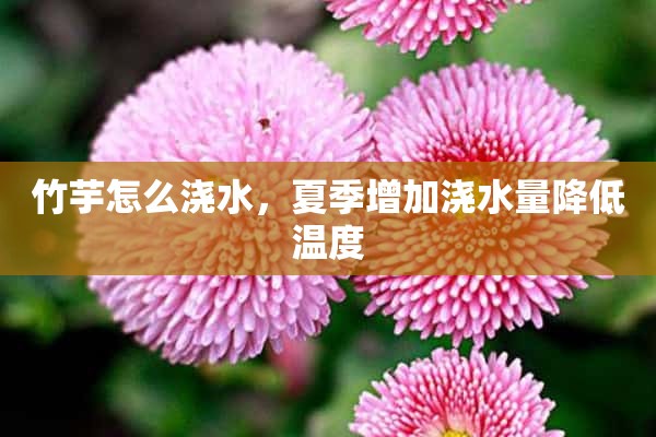 竹芋怎么浇水，夏季增加浇水量降低温度