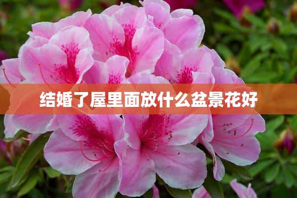 结婚了屋里面放什么盆景花好