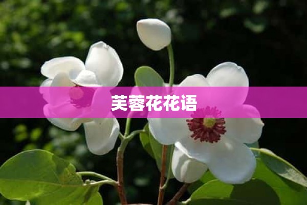 芙蓉花花语