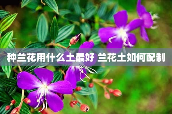 种兰花用什么土最好 兰花土如何配制