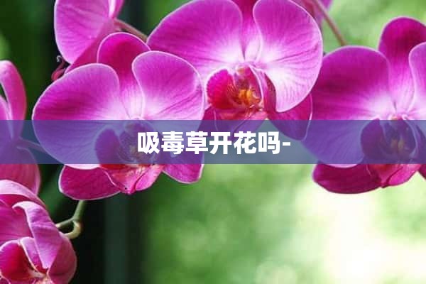 吸毒草开花吗-