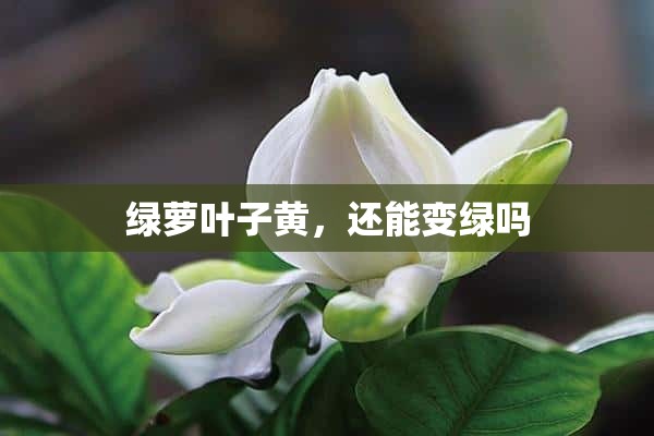 绿萝叶子黄，还能变绿吗