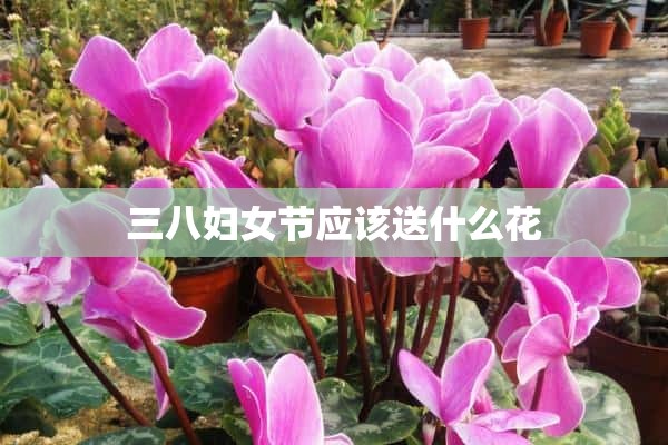 三八妇女节应该送什么花