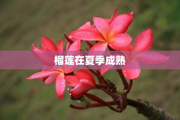 榴莲在夏季成熟