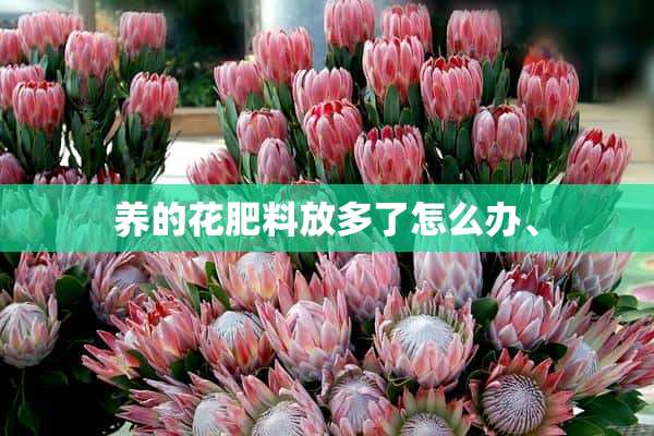 养的花肥料放多了怎么办、