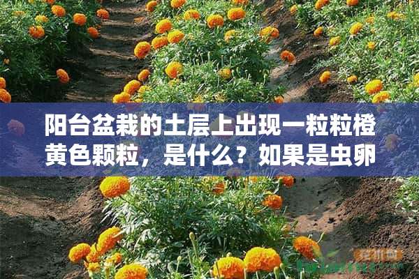 阳台盆栽的土层上出现一粒粒橙黄色颗粒，是什么？如果是虫卵怎么除？