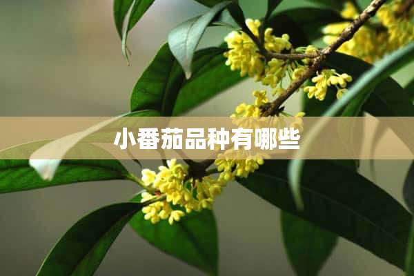 小番茄品种有哪些