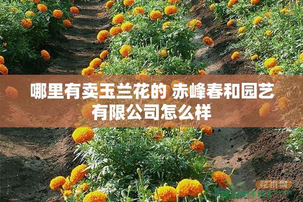 哪里有卖玉兰花的 赤峰春和园艺有限公司怎么样