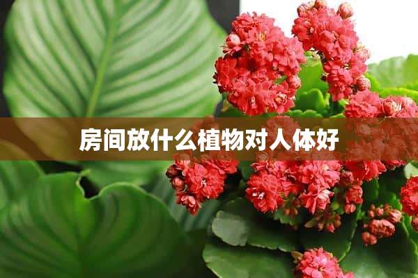 房间放什么植物对人体好