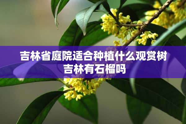 吉林省庭院适合种植什么观赏树 吉林有石榴吗