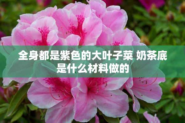 全身都是紫色的大叶子菜 奶茶底是什么材料做的