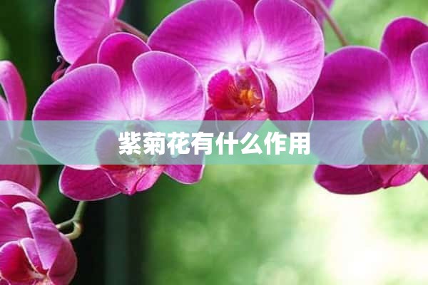 紫菊花有什么作用