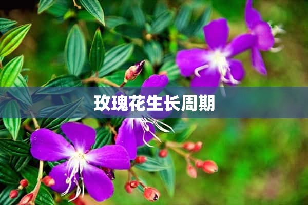 玫瑰花生长周期