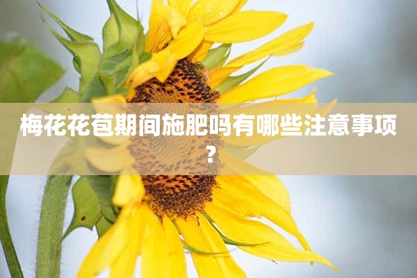 梅花花苞期间施肥吗有哪些注意事项？