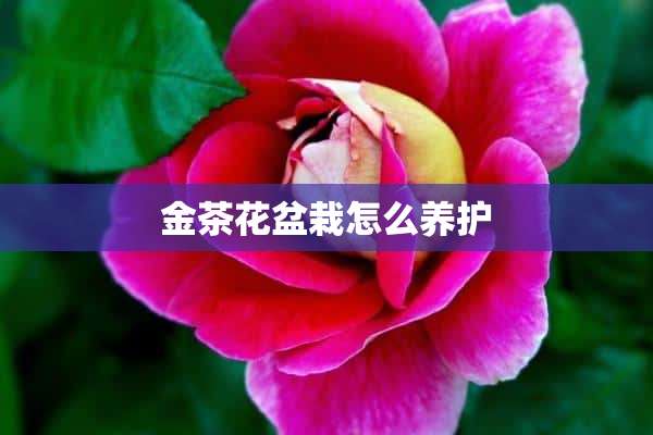 金茶花盆栽怎么养护