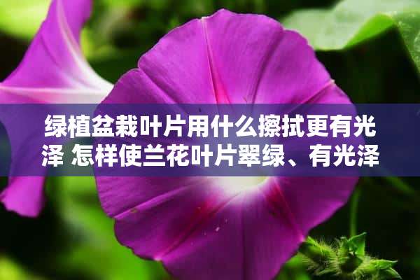 绿植盆栽叶片用什么擦拭更有光泽 怎样使兰花叶片翠绿、有光泽