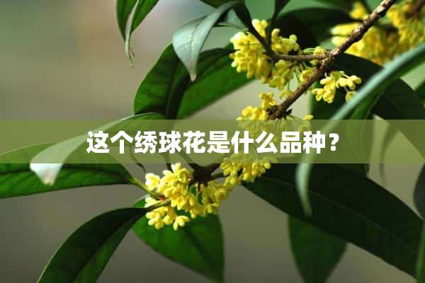 这个绣球花是什么品种？