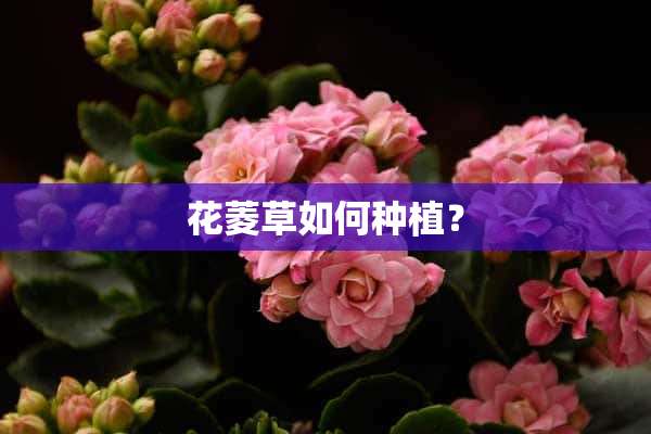 花菱草如何种植？