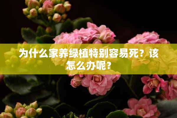 为什么家养绿植特别容易死？该怎么办呢？