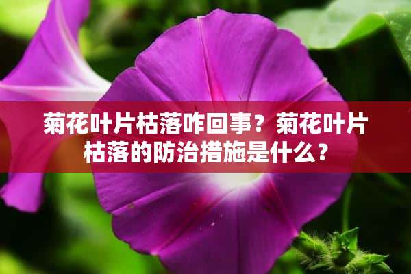 菊花叶片枯落咋回事？菊花叶片枯落的防治措施是什么？