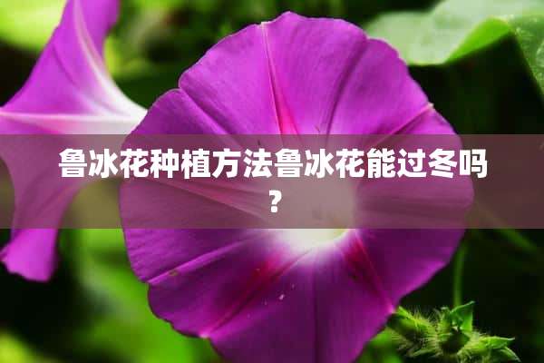 鲁冰花种植方法鲁冰花能过冬吗？