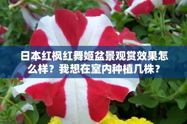 日本红枫红舞姬盆景观赏效果怎么样？我想在室内种植几株？