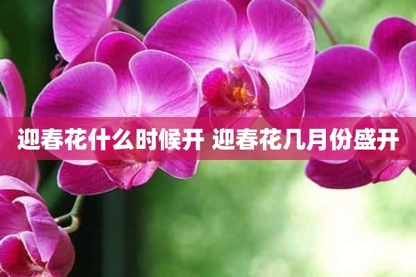 迎春花什么时候开 迎春花几月份盛开