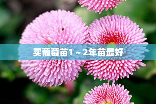 买葡萄苗1～2年苗最好