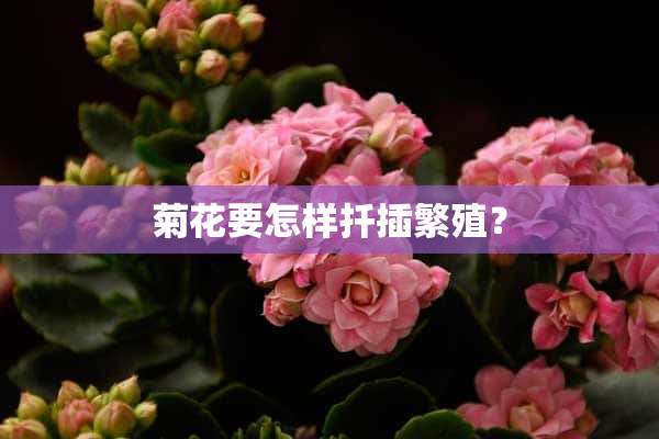 菊花要怎样扦插繁殖？