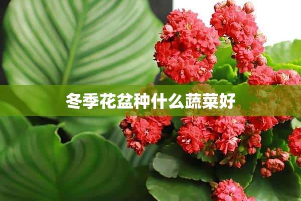 冬季花盆种什么蔬菜好