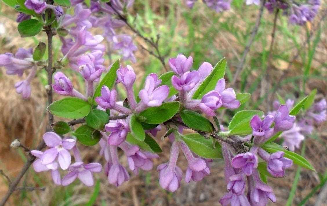 芫花长什么样子，生长在野外哪些地方？