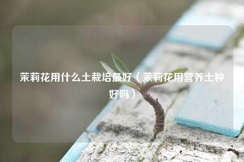 茉莉花用什么土栽培最好（茉莉花用营养土种好吗） 花卉